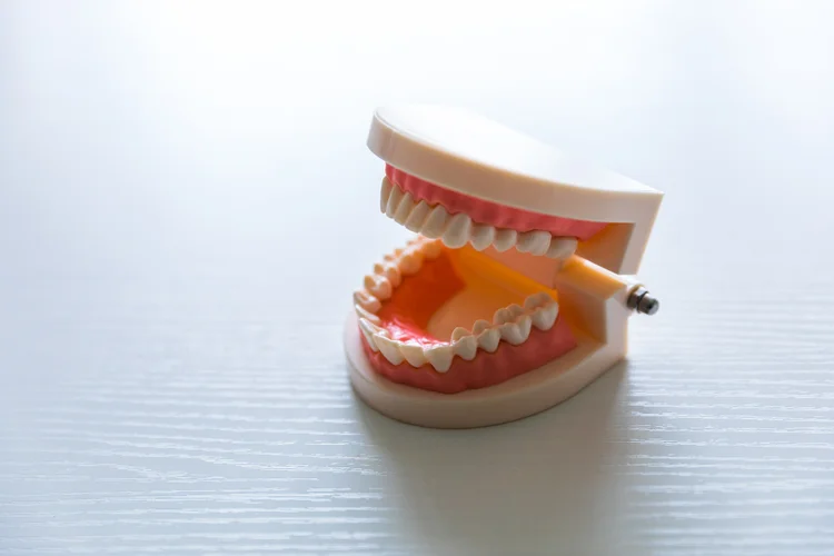 Plastic dental model displaying a full set of permanent teeth for oral health education.